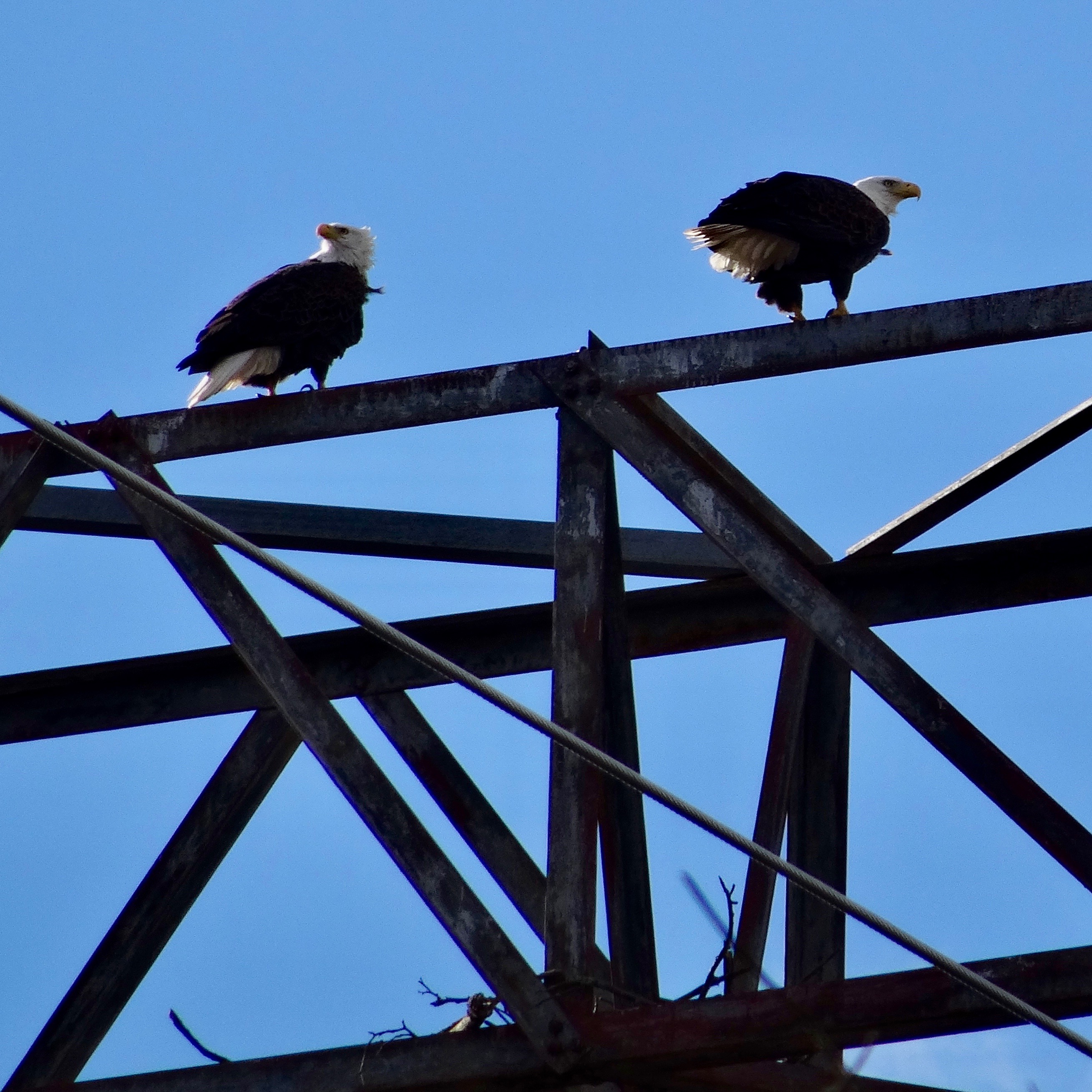 Eagles check nesting options