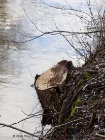 Tree Stumps on the Canal Path-010
